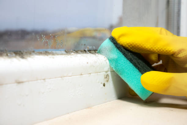 Best Commercial Mold Removal  in Fosston, MN