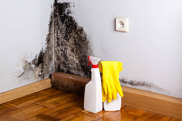 Certified Mold Removal in Fosston, MN
