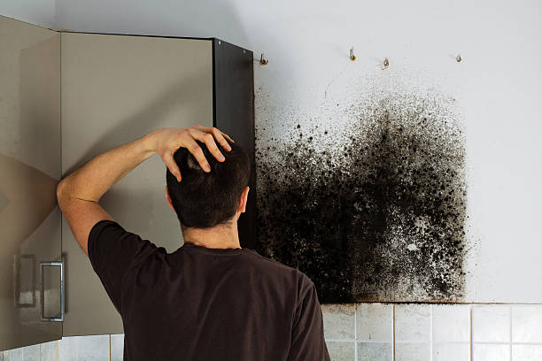 Best Black Mold Removal  in Fosston, MN