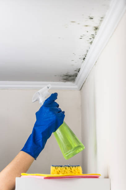 Best Attic Mold Removal  in Fosston, MN